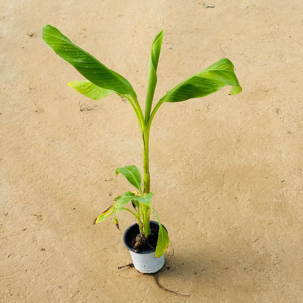Ornamental Banana / Kela in 4 Inch Nursery Pot Ornamental Banana / Kela in 4 Inch Nursery Pot