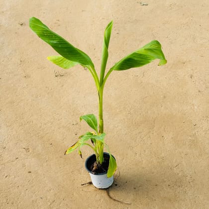 Ornamental  Banana / Kela in 4 Inch Nursery Pot