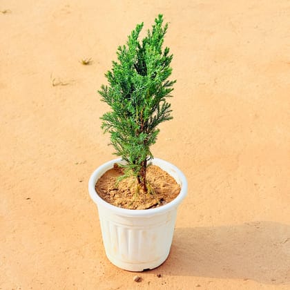 Cypress / Jhau Green in 6 Inch Nursery Pot