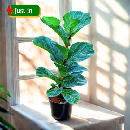 Fiddle Leaf Fig / Ficus Lyrata in 6 Inch Nursery Pot