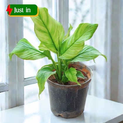 Peace Lily (Any Colour) in 6 Inch Nursery Pot