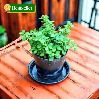 Jade in 5 Inch Nursery Pot