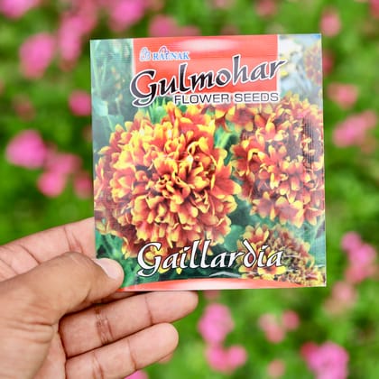 Buy Gaillardia Mixed Seeds - Excellent Germination Online | Urvann.com