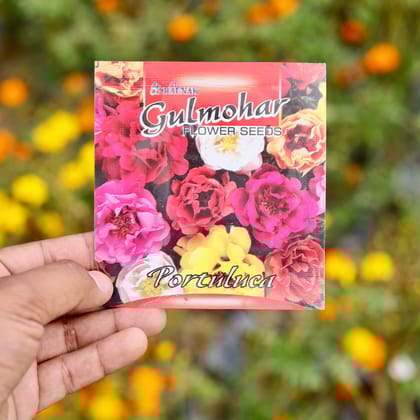 Buy Portulaca Double Mixed Seeds - Excellent Germination  Online | Urvann.com
