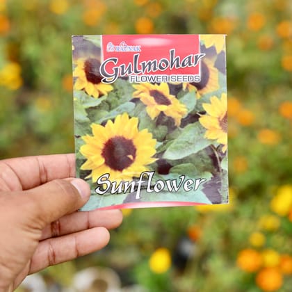 Buy Sunflower Miniature Seeds - Excellent Germination Online | Urvann.com