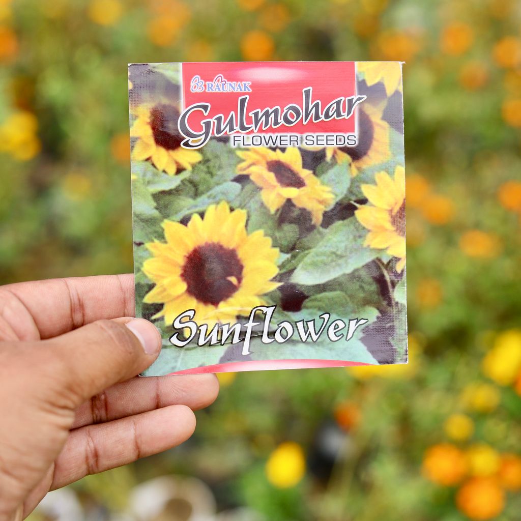 Sunflower Miniature Seeds - Excellent Germination
