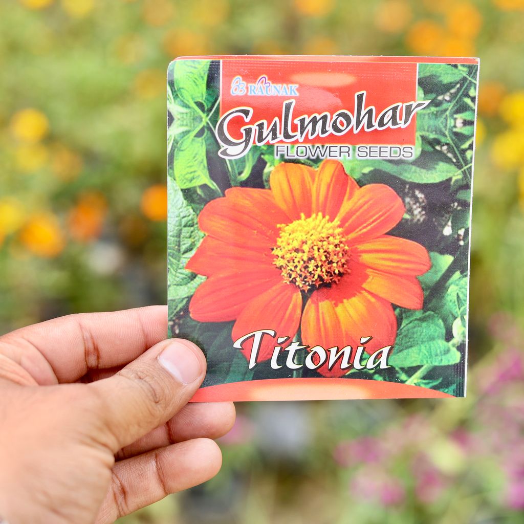 Buy Tithonia Torch Red Flower Seeds - Excellent Germination Online | Urvann.com Tithonia Torch Red Flower Seeds - Excellent Germination