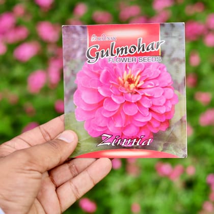 Buy Zinnia Pink Seeds - Excellent Germination Online | Urvann.com