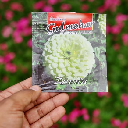 Buy Zinnia White Seeds  - Excellent Germination Summer Seeds Online | Urvann.com