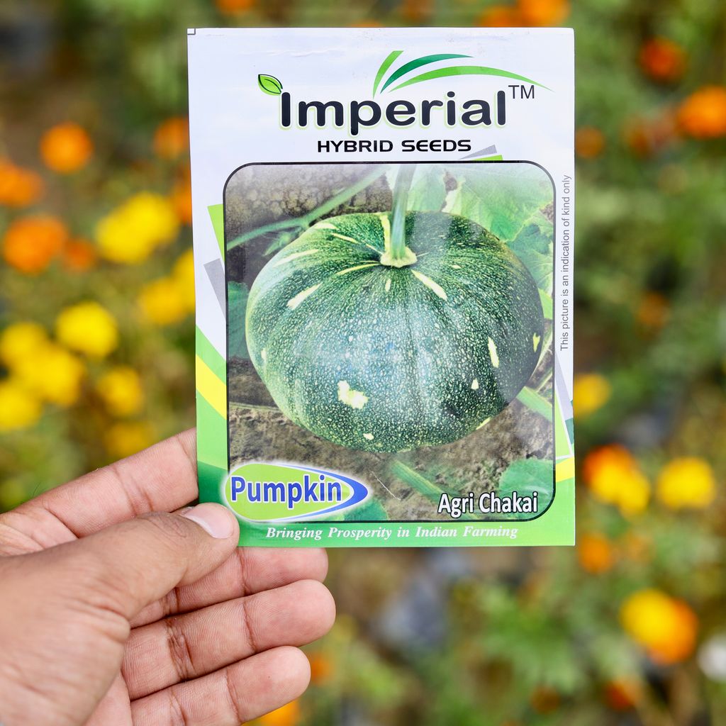 Buy Pumpkin Green Chakai seeds - Excellent Germination Online | Urvann.com Pumpkin Green Chakai seeds - Excellent Germination