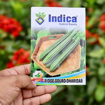 Buy Ridge Gourd / Dhari Tori Seeds - Excellent Germination Online | Urvann.com