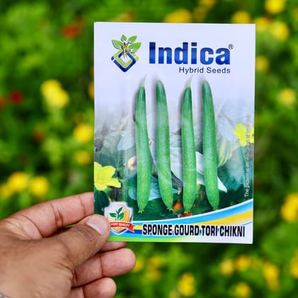 Buy Sponge Gourd / Tori Seeds - Excellent Germination Online | Urvann.com