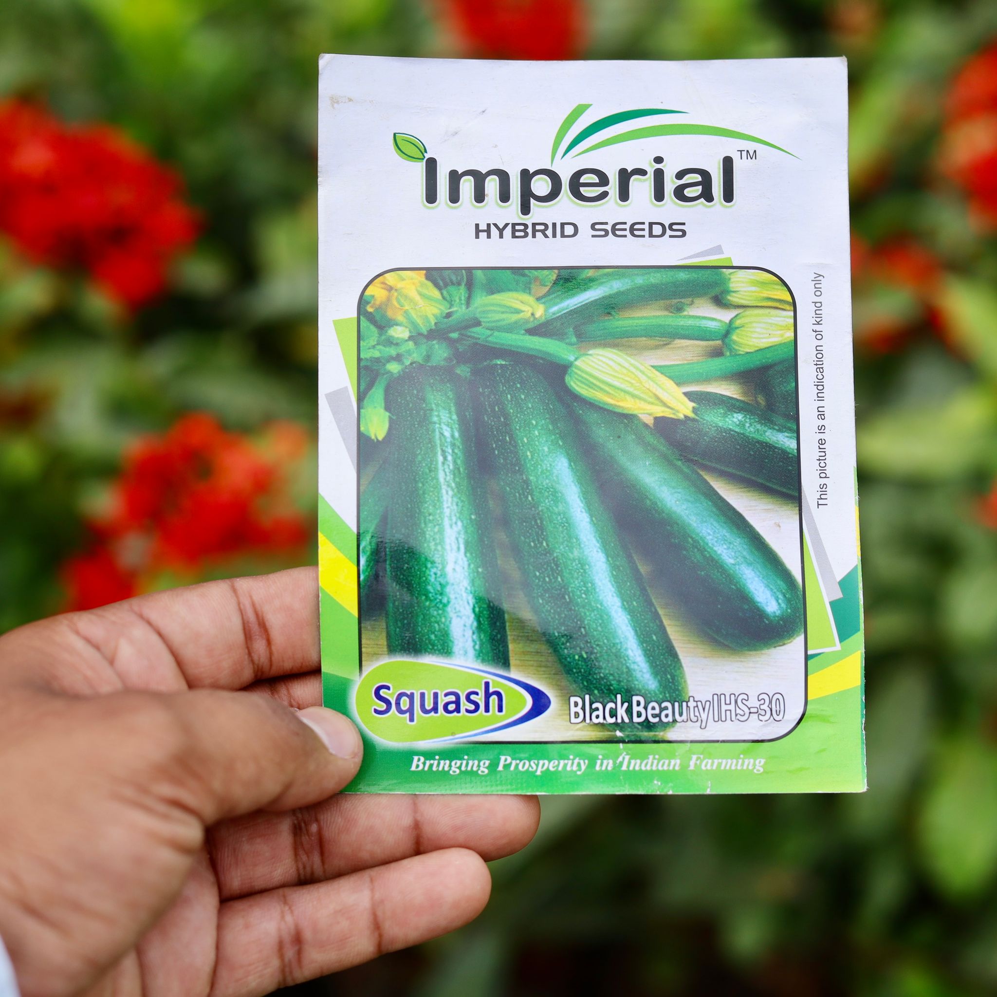 Squash / Zucchini Black Beauty Seeds - Excellent Germination