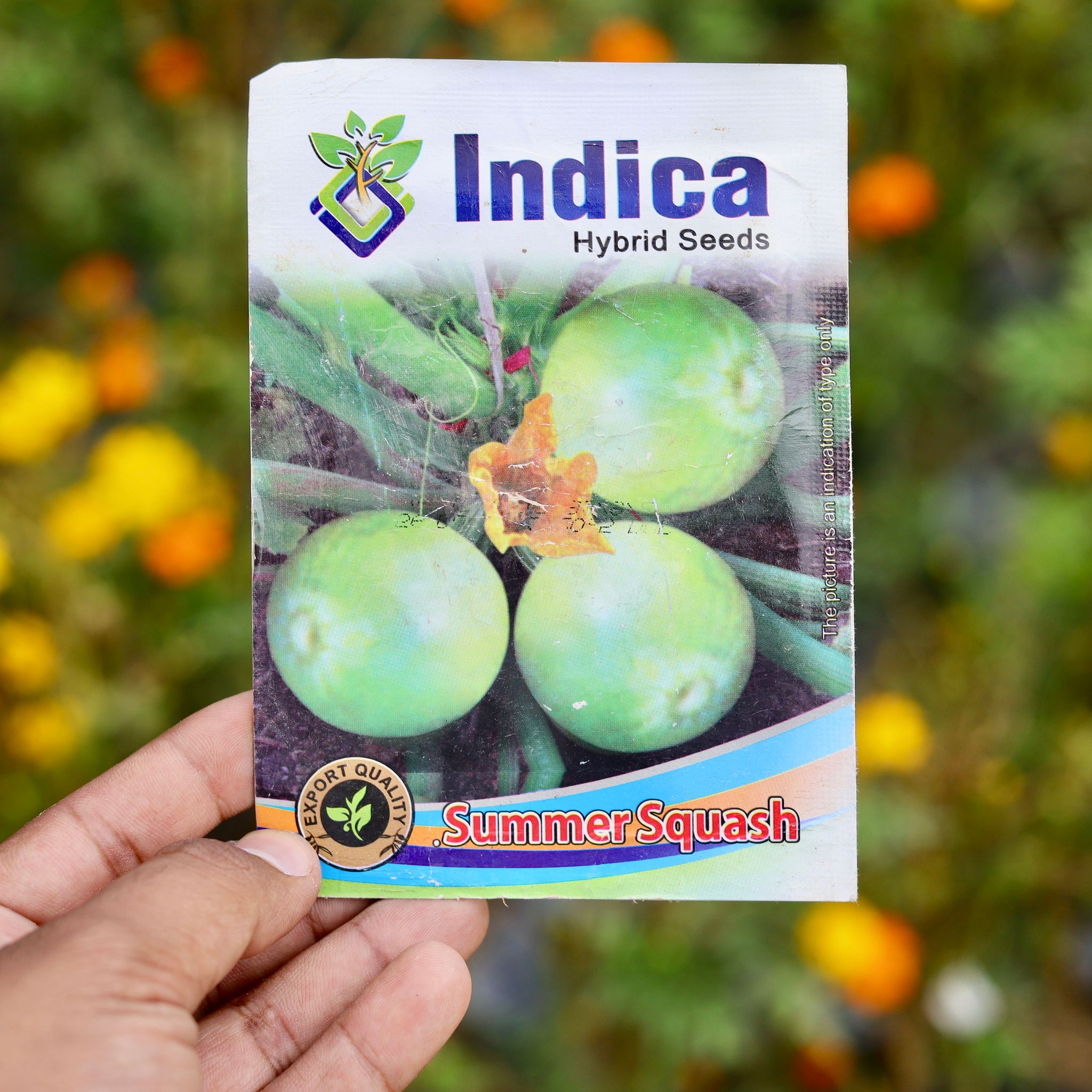 Summer Squash / Chappan Kadu - Excellent Germination