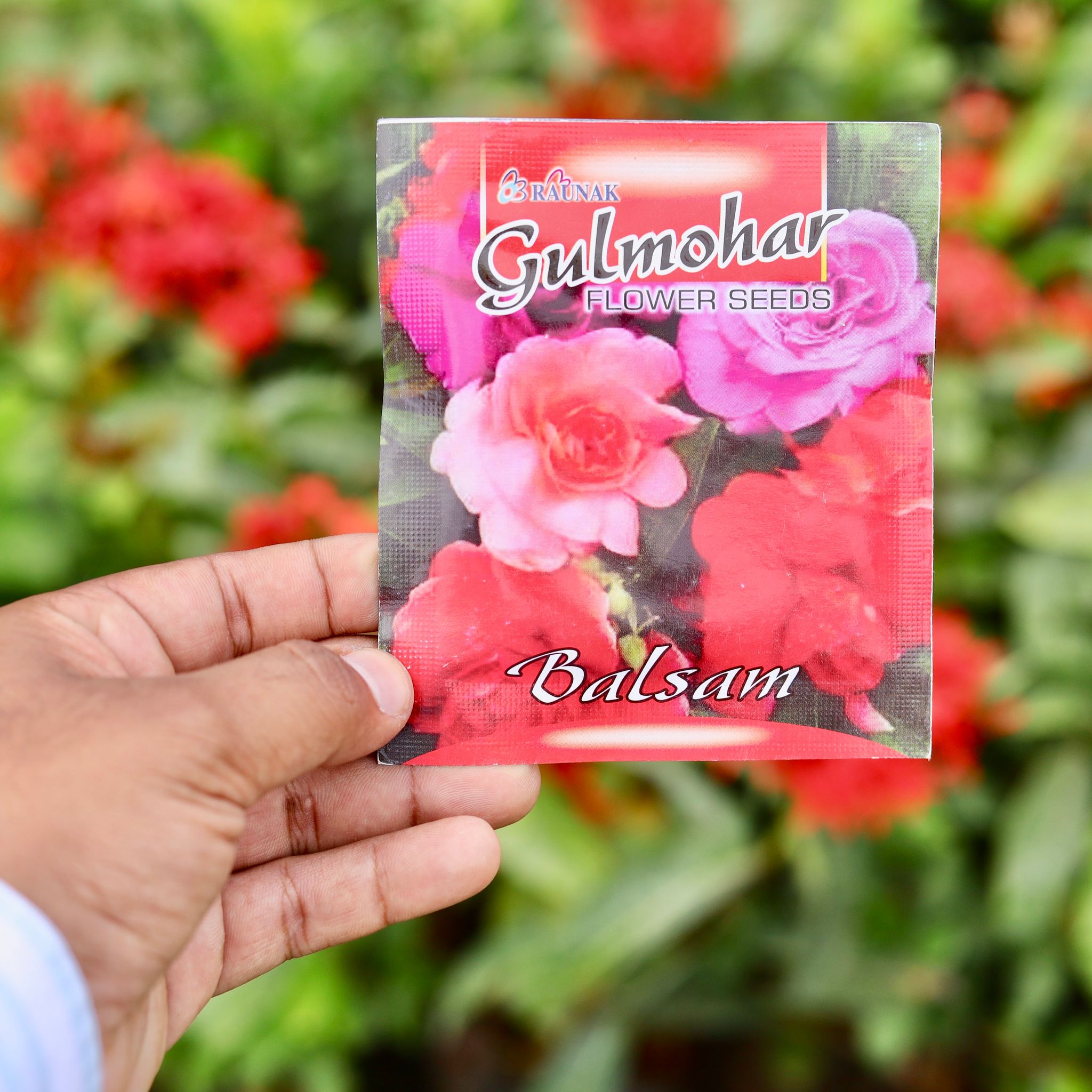 Balsam Mixed Seeds - Excellent Germination Summer Seeds