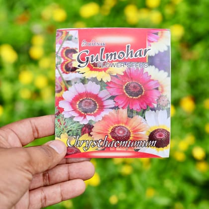 Buy Chrysanthemum Mixed Seeds - Excellent Germination Online | Urvann.com