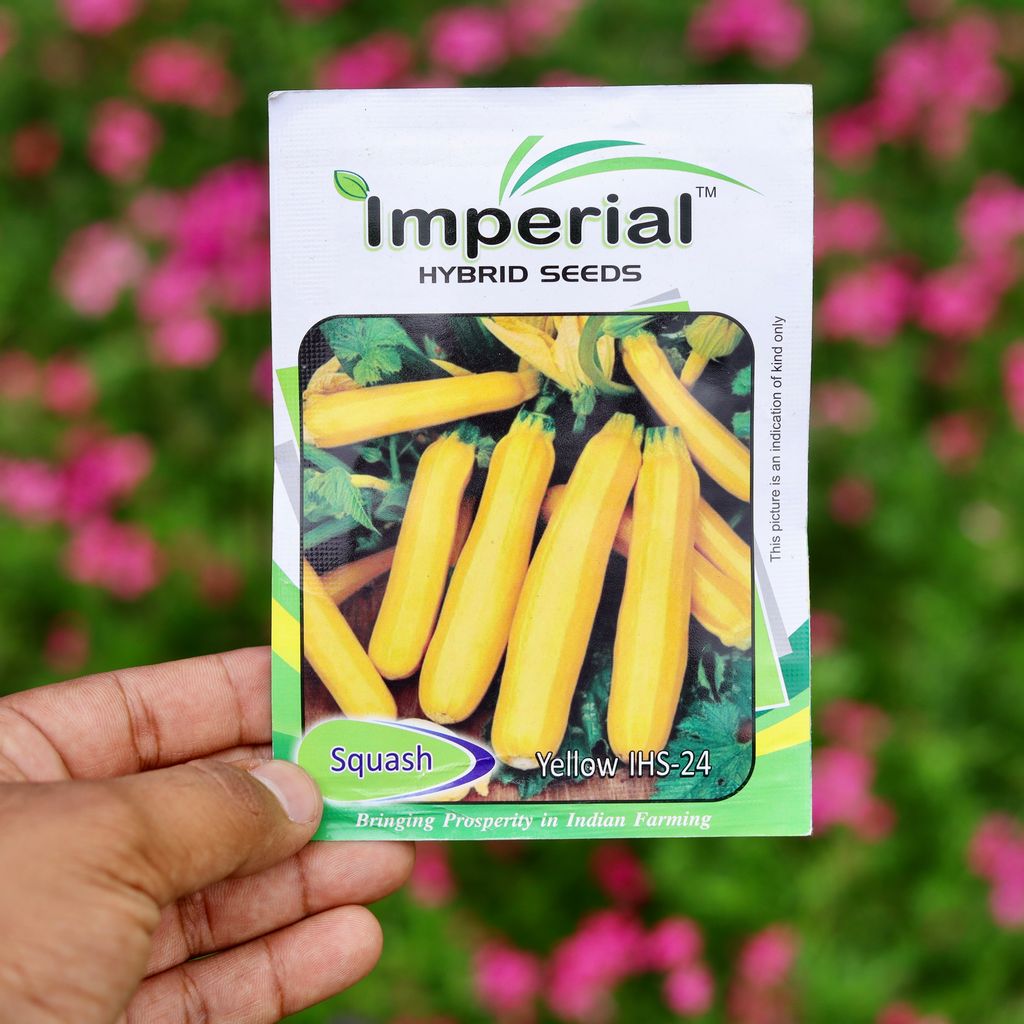 Buy Squash Yellow / Zucchini - Excellent Germination Online | Urvann.com Squash Yellow / Zucchini - Excellent Germination