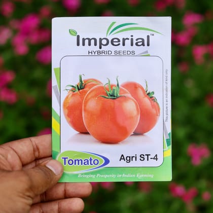 Buy Tomato Seeds - Excellent Germination Online | Urvann.com