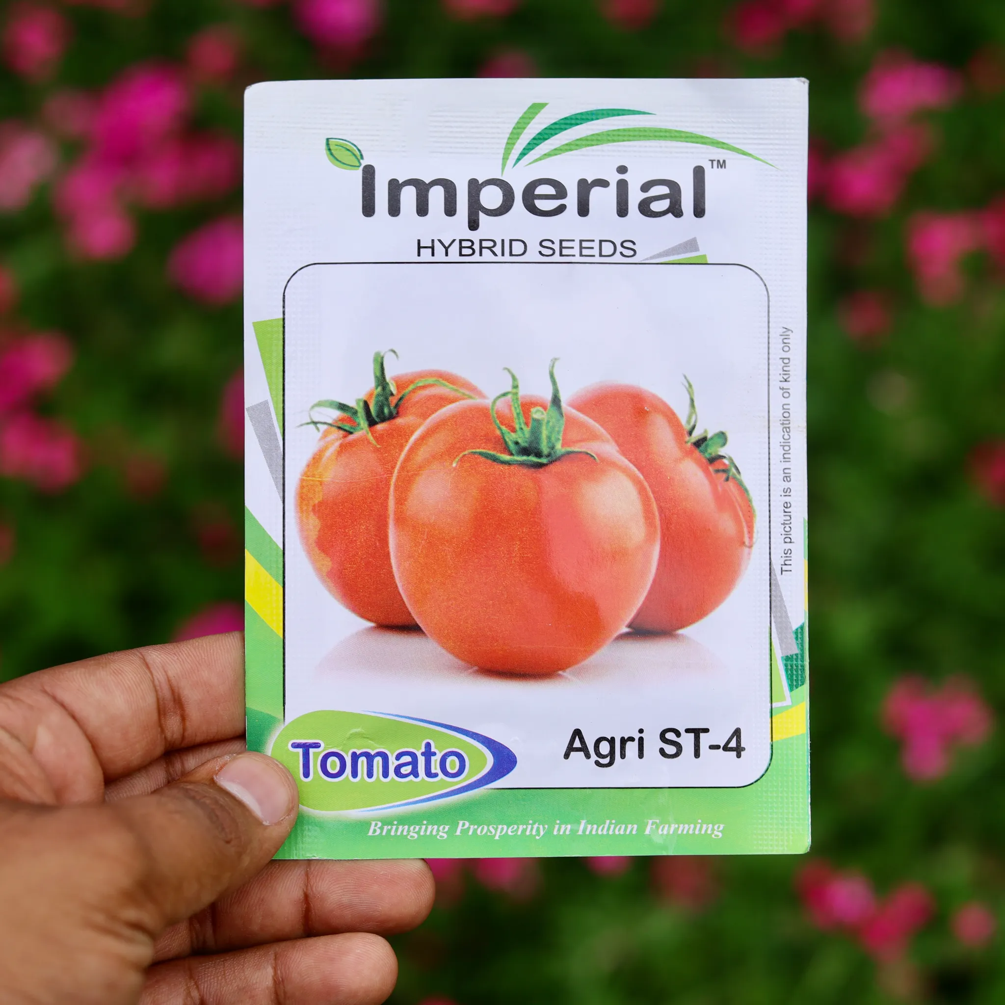 Tomato Seeds - Excellent Germination