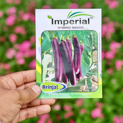 Buy Brinjal Long Seeds - Excellent Germination Online | Urvann.com