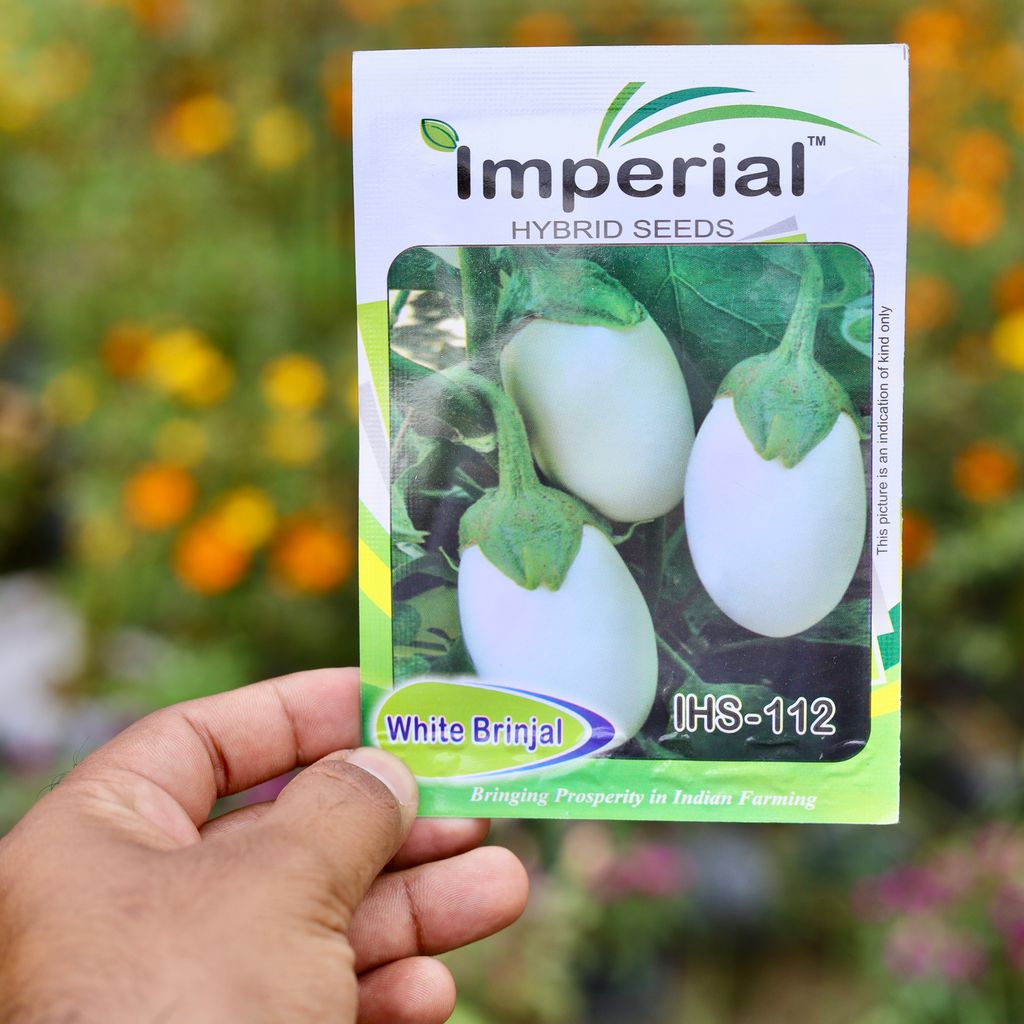 Buy Brinjal White Round Seeds - Excellent Germination Online | Urvann.com Brinjal White Round Seeds - Excellent Germination