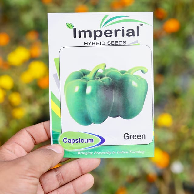 Capsicum Green Seeds - Excellent Germination