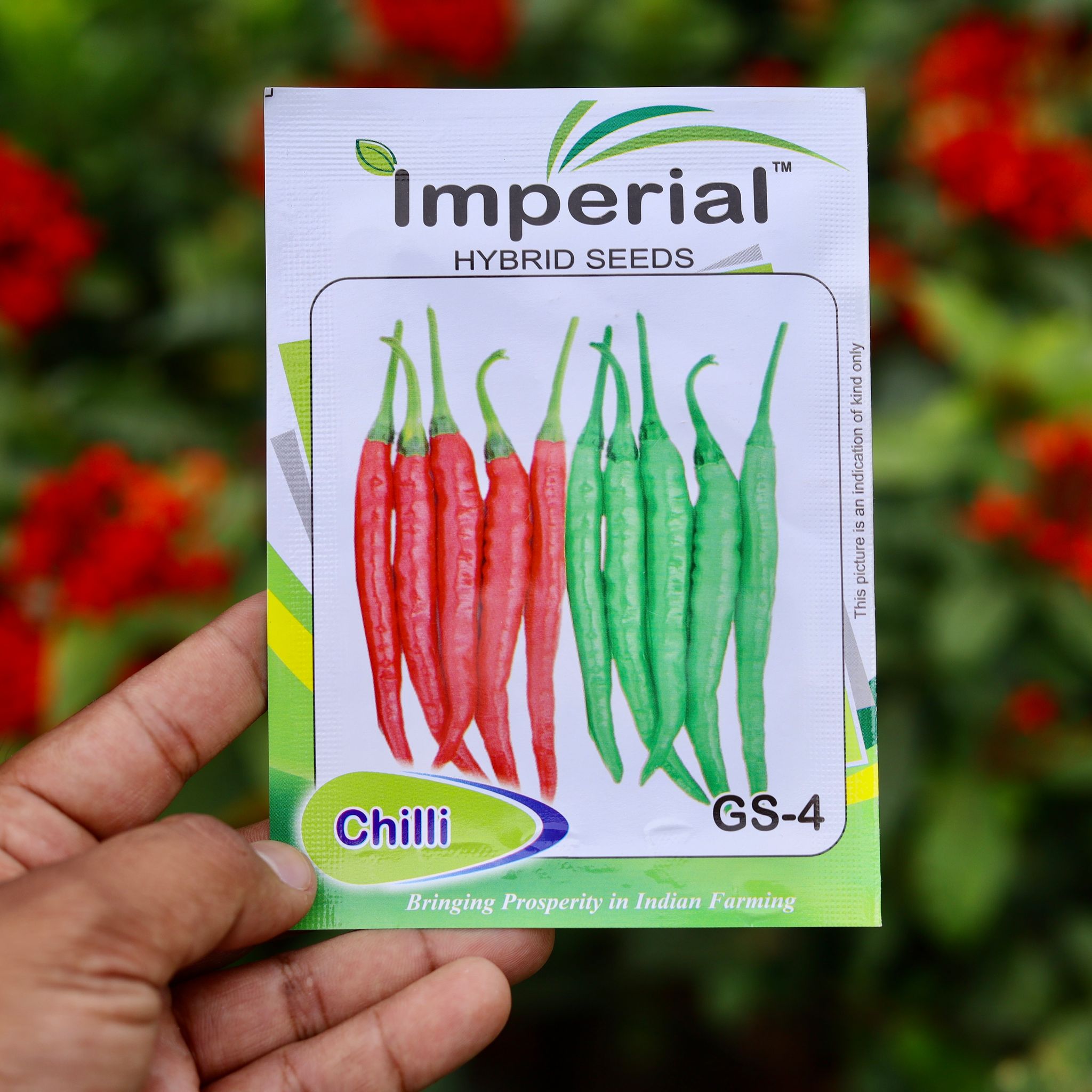 Chilli / Mirchi Jawala Seeds - Excellent Germination