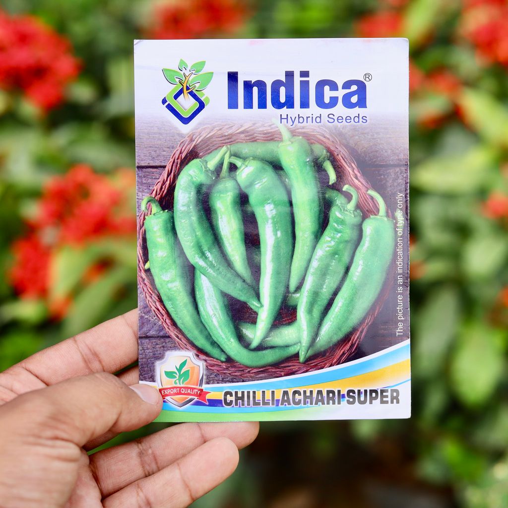 Buy Achari Chilli Desi Seeds - Excellent Germination Online | Urvann.com Achari Chilli Desi Seeds - Excellent Germination