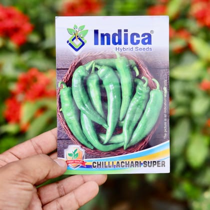 Buy Achari Chilli Desi Seeds - Excellent Germination Online | Urvann.com