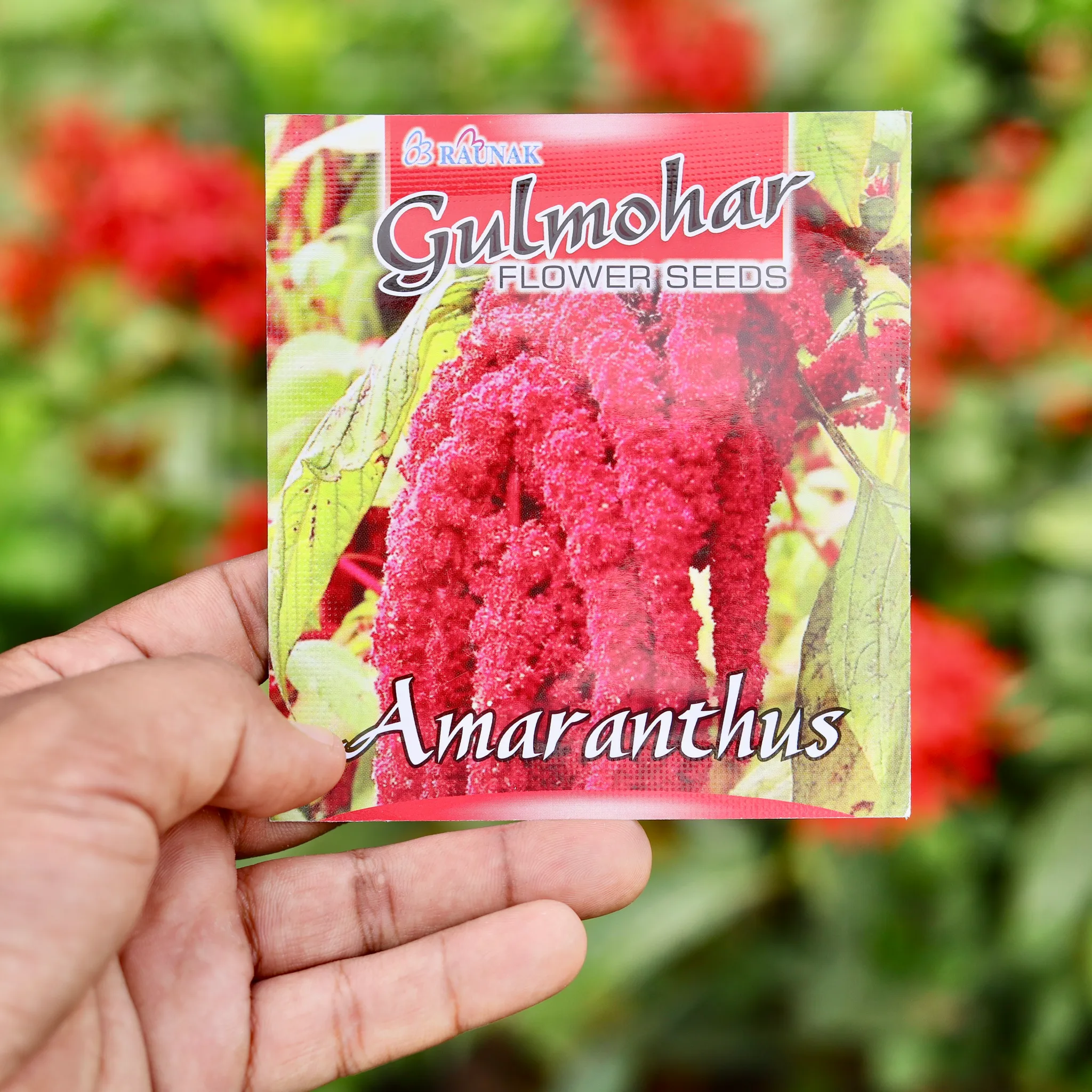 Amaranthus Red Flower Seeds - Excellent Germination
