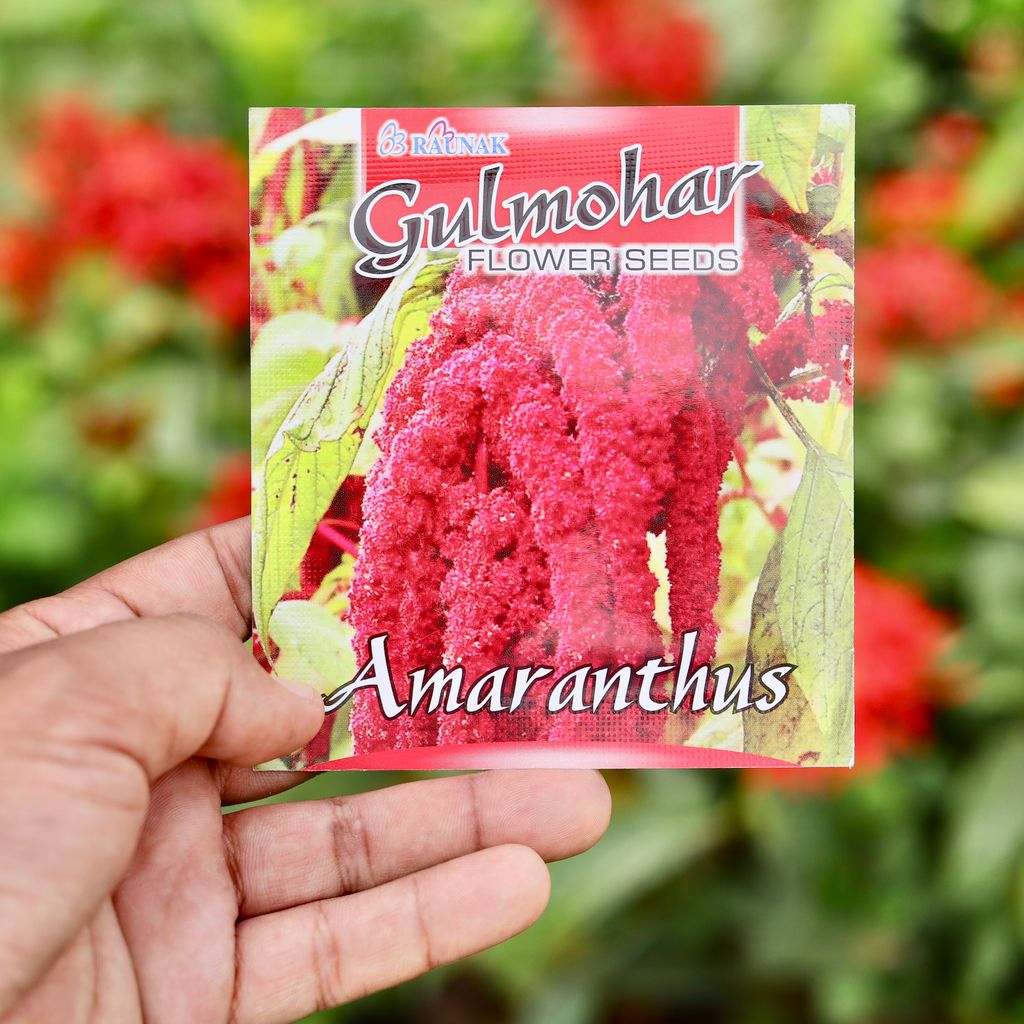Buy Amaranthus Red Flower Seeds - Excellent Germination Online | Urvann.com Amaranthus Red Flower Seeds - Excellent Germination