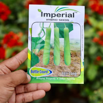 Buy Bottle gourd / Lauki Long Green Seeds - Excellent Germination Online | Urvann.com