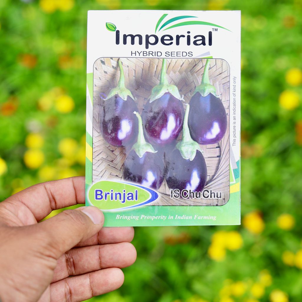 Buy Brinjal Chu Chu Seeds - Excellent Germination Online | Urvann.com Brinjal Chu Chu Seeds - Excellent Germination