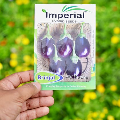 Buy Brinjal Chu Chu Seeds - Excellent Germination Online | Urvann.com