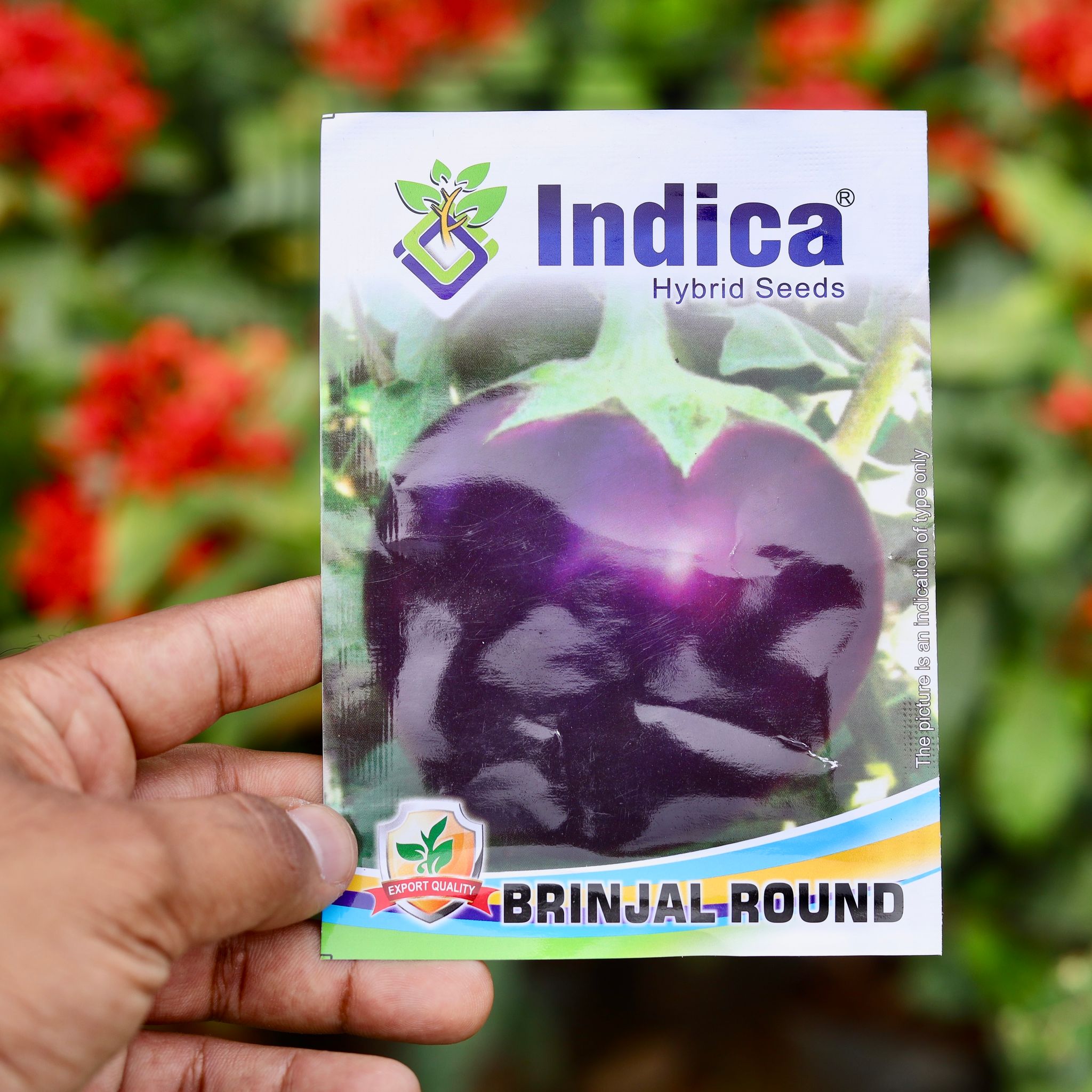 Brinjal Round Seeds - Excellent Germination