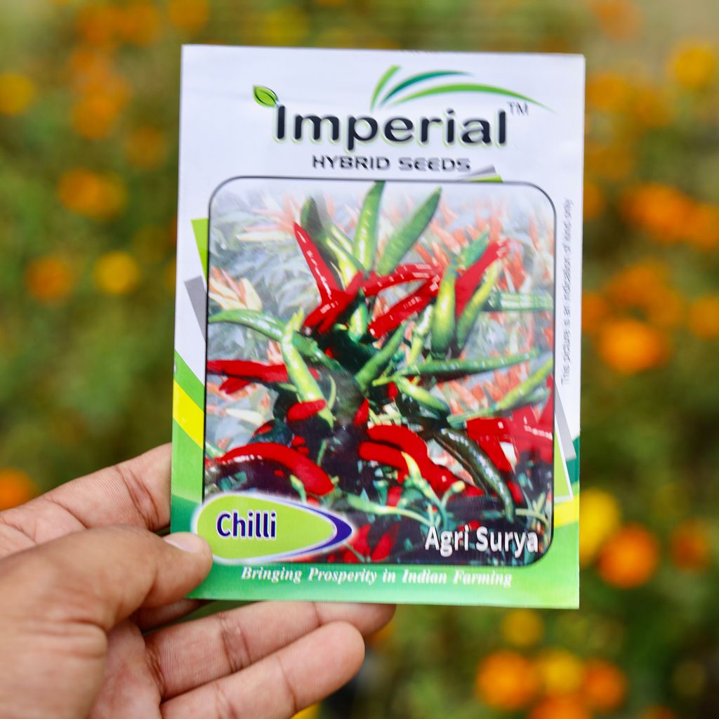 Buy Chilli / Mirchi Surya Seeds - Excellent Germination Online | Urvann.com Chilli / Mirchi Surya Seeds - Excellent Germination