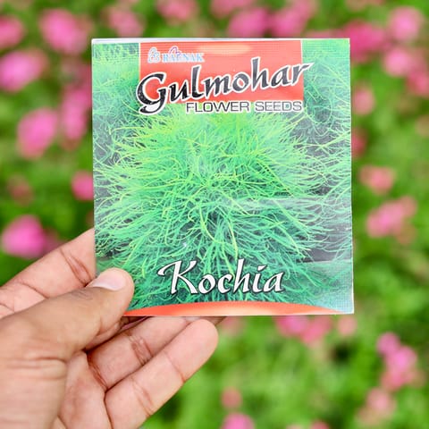 Kochia Seeds- Excellent Germination Summer Seeds