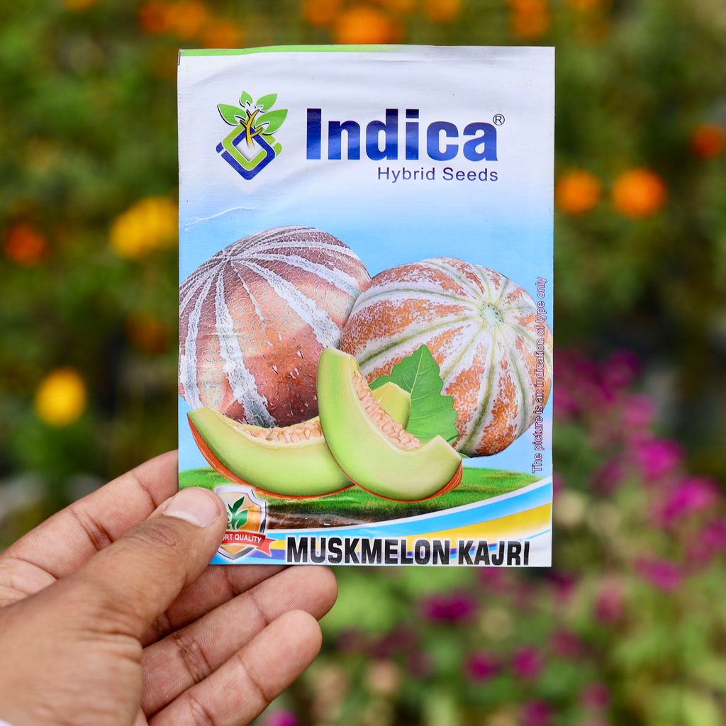 Buy Muskmelon Kajri Seeds - Excellent Germination Online | Urvann.com Muskmelon Kajri Seeds - Excellent Germination