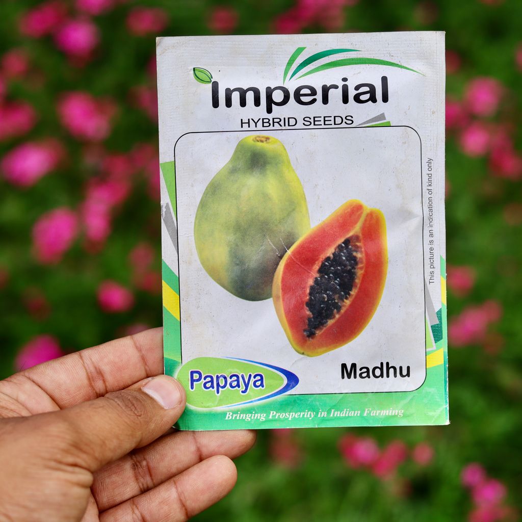 Buy Papaya Seeds - Excellent Germination Online | Urvann.com Papaya Seeds - Excellent Germination