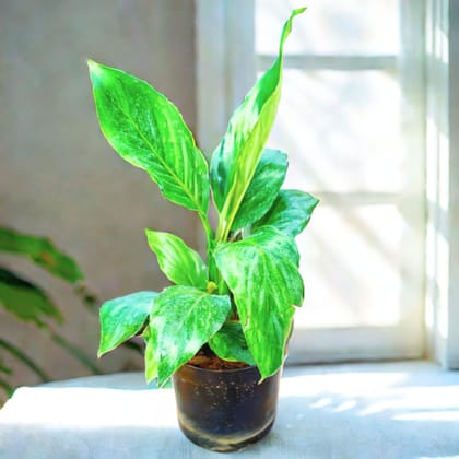 Peace Lily (any colour) in 4 Inch Nursery Pot