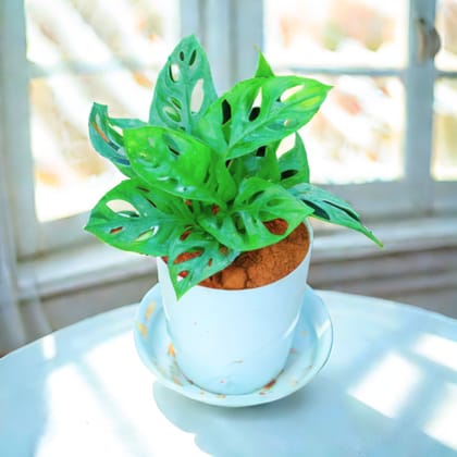 Monstera Broken Heart in 5 Inch White Premium Sphere Plastic Pot with Tray