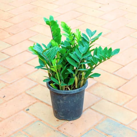 Zz Green in 5 Inch Nursery Pot