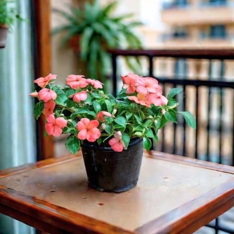 Balsam (any colour) in 5 Inch Nursery Pot