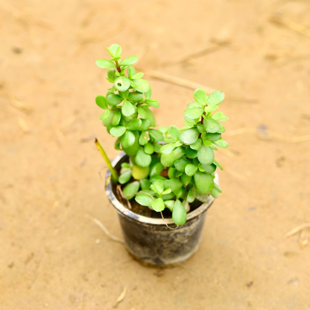 Buy Jade Big Leaf (Pune Variety) in 4 Inch Nursery Pot Online | Urvann.com Jade Big Leaf (Pune Variety) in 4 Inch Nursery Pot