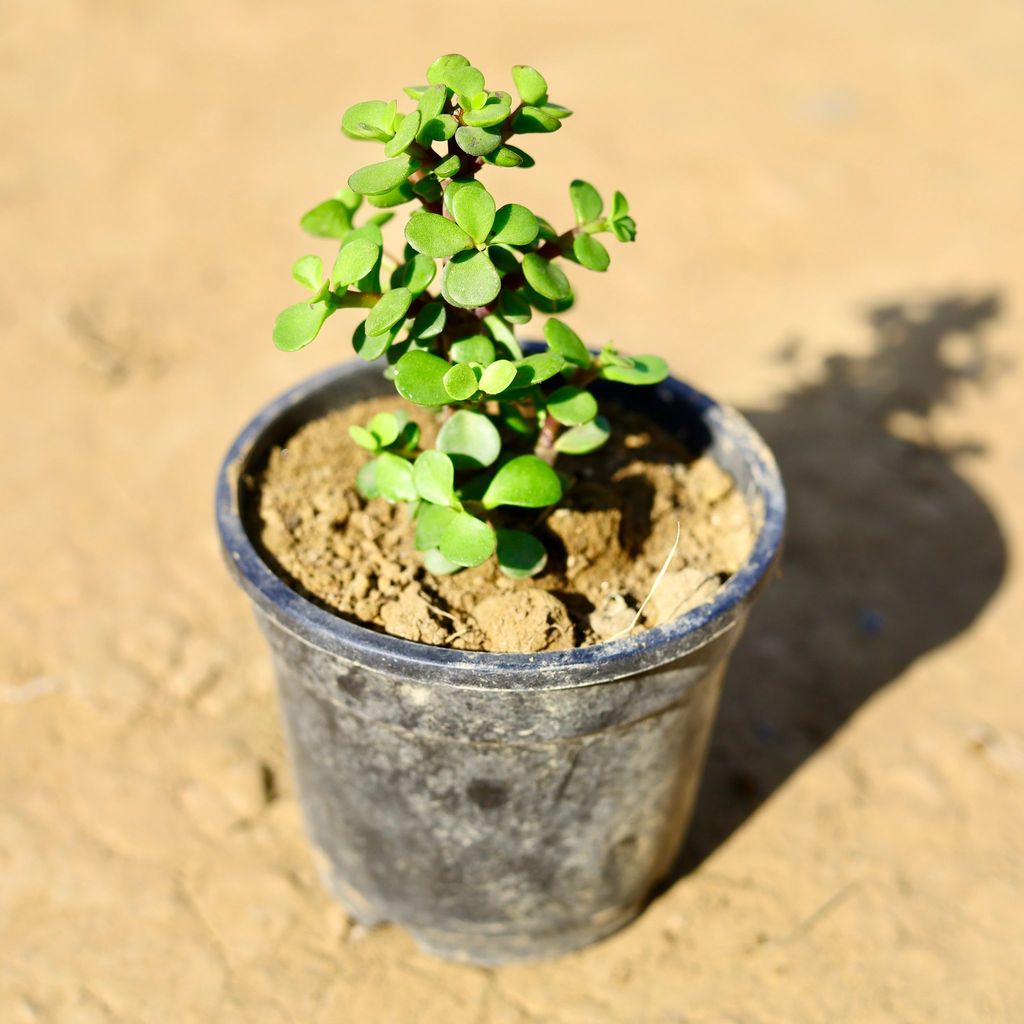 Buy Jade in 4 Inch Nursery Pot Online | Urvann.com Jade in 4 Inch Nursery Pot