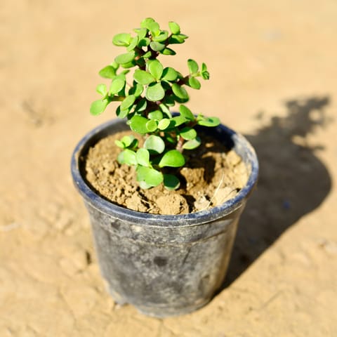 Jade in 4 Inch Nursery Pot