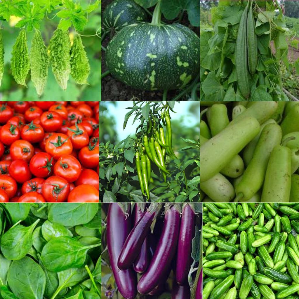 Buy Set of 10 - Assorted Seeds (Spinach, Tomato, Chilli Jawala, Sponge Gourd, Chilli Surya Seeds, Amaranthus, Brinjal, Bottle Gourd, Ridge Gourd, Beans, Squash Yellow, Cucumber, Pumpkin Green Chakai) Online | Urvann.com Set of 10 - Assorted Vegetable Seeds - Excellent Germination