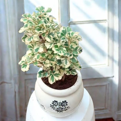Aralia White in 6 Inch Ceramic Balti Planter (any design)