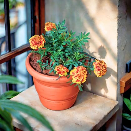 Marigold / Genda Jafri Orange in 7 Inch Classy Red Plastic Pot