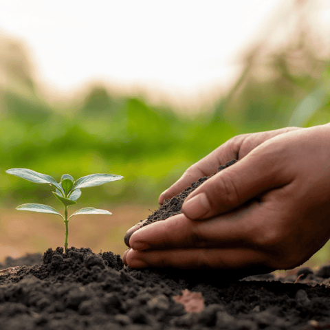 Organic Manure - 5 Kg - Enriches soil with natural nutrients